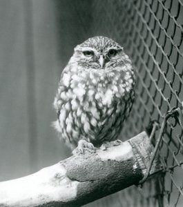En liten ugle som sitter på en gren ved siden av trådnettet til innhegningen, London Zoo, november 1925 av Frederick William Bond