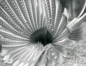 En mannlig Argus Pheasant Great Argus frierivisning, London Zoo, januar 1926 av Frederick William Bond