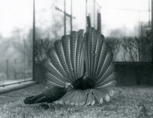 En mannlig Argus PheasantGreat Argus frieriutstilling, med en kvinne stående ved siden av ham, London Zoo, januar 1926