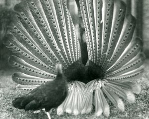 En mannlig Argus PheasantGreat Argus frieriutstilling, med en kvinne stående ved siden av ham, London Zoo, januar 1926 av Frederick William Bond