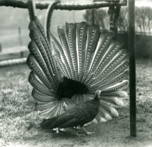 En mannlig Argus PheasantGreat Argus frieriutstilling, med en kvinne stående ved siden av ham, London Zoo, januar 1926 av Frederick William Bond