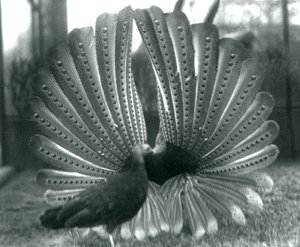 En mannlig Argus PheasantGreat Argus frieriutstilling, med en kvinne stående ved siden av ham, London Zoo, januar 1926 av Frederick William Bond