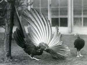 En hann Argus Fasan, eller Great Argus, viser vinge- og halefjærene, mens en hunn står foran ham, London Zoo, januar 1926 av Frederick William Bond