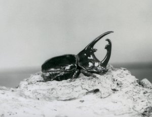En mannlig Atlas Beetle hviler på bark i London Zoo av Frederick William Bond