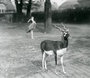 En mannlig svartbukk eller indisk antilope som står i en paddock i London Zoo, oktober 1926 (s/hv-bilde) av Frederick William Bond