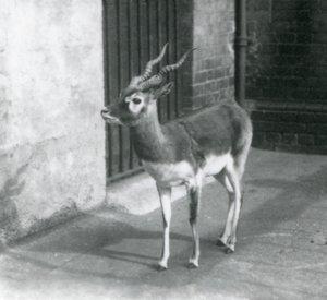 En hann Blackbuck som står i innhegningen i London Zoo i juni 1925 av Frederick William Bond