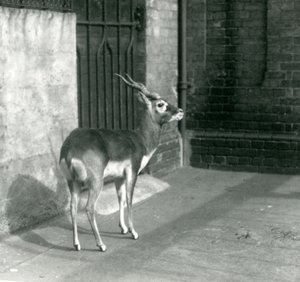 En hann Blackbuck som står i innhegningen i London Zoo i juni 1925 av Frederick William Bond