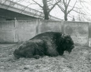 En mannlig europeisk bison som ligger på gresset i paddocken hans, London Zoo, 1927 av Frederick William Bond