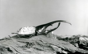 En mannlig Hercules Beetle hviler på bark i London Zoo av Frederick William Bond