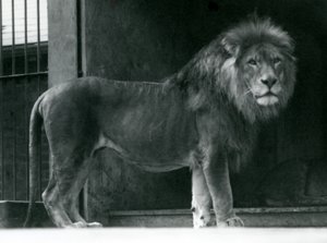 En mannlig løve i London Zoo, juni 1924 av Frederick William Bond