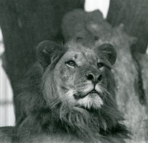 En mannlig løve i London Zoo i 1929 (s/hvitt-bilde) av Frederick William Bond