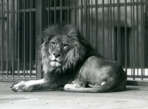 En mannlig løve som ligger mot stengene i innhegningen hans, London Zoo, september 1927 av Frederick William Bond