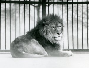 En mannlig løve hviler i innhegningen sin i London Zoo i mars 1925 (s/hv-bilde) av Frederick William Bond