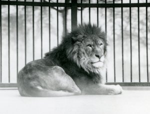 En mannlig løve hviler i innhegningen sin i London Zoo i mars 1925 av Frederick William Bond