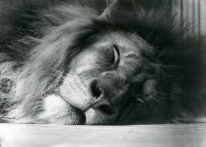 En mannlig løve som sov i innhegningen sin i London Zoo i 1924 av Frederick William Bond