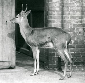 En mann fra Southern Common Reedbuck eller Reitbok står ved døren til antilopehuset, London Zoo, 6. oktober 1927 av Frederick William Bond