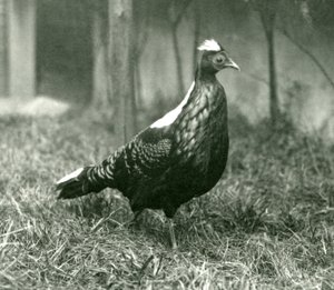 En mannlig Swinhoes-fasan i London Zoo, september 1923 av Frederick William Bond