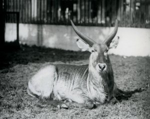 En mannlig vannbukk liggende på gresset i paddocken hans i London Zoo i 1928 (s/hv-bilde) av Frederick William Bond