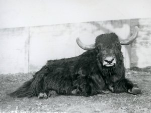 En mannlig Yak liggende i innhegningen i London Zoo i 1928 (s/hvitt-bilde) av Frederick William Bond