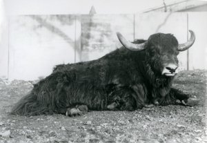 En mannlig Yak liggende i innhegningen sin i London Zoo i august 1928 (s/hv-bilde) av Frederick William Bond