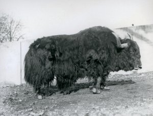 En mannlig yak som står i paddocken sin i London Zoo i 1928 (s/hvitt-bilde) av Frederick William Bond