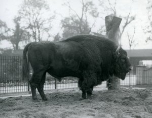En mannlig europeisk bison som står på gresset i paddocken hans. London Zoo, oktober 1927. Den sårbare europeiske bisonen er også kjent som Wisent, eller European Wood Bison. av Frederick William Bond