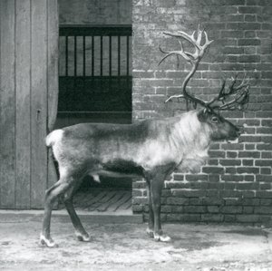 En moden reinsdyrhjort som står i paddocken hans i London Zoo i 1925 av Frederick William Bond