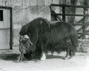 En moden okse Muskox, også stavet moskusokse og moskusokse stående, spiste i paddocken hans i London Zoo i 1931 (s/hv-bilde)