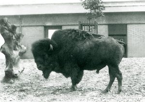 En nesten truet amerikansk Bison Buffalo-okse som står i paddocken hans, London Zoo, 1927 av Frederick William Bond