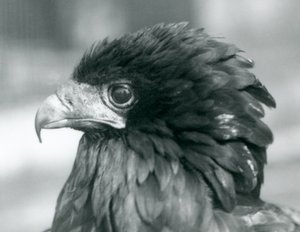 En nesten truet Bateleur Eagle ved London Zoo i 1927 av Frederick William Bond