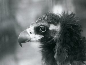 En nesten truet eurasisk svart gribb i London Zoo, 1927