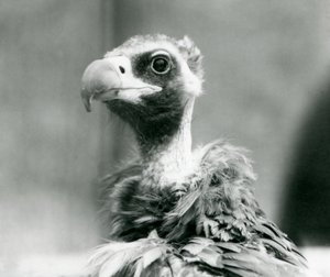 En nesten truet eurasisk svart gribb i London Zoo, juli 1926 av Frederick William Bond