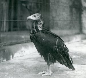 En nesten truet eurasisk gribb som står ved London Zoo, 1927 av Frederick William Bond