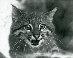 En nær truet Pampas Cat/Pantanal Cat/Colocolo i London Zoo i 1929 (s/hv-bilde) av Frederick William Bond