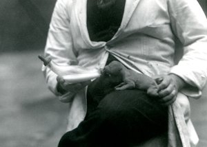 En nyfødt løveunge som blir matet på flaske av sin keeper, London Zoo, 1923 av Frederick William Bond