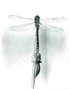 En nylig oppstått gyllenringet øyenstikker tørker vingene mens den hviler på et siv over det tomme larveskallet, eller exuvia, London Zoo, 1925 av Frederick William Bond