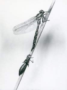 En nylig oppstått gyllenringet øyenstikker hviler på et siv over sitt tomme larveskall, eller exuvia, London Zoo, 1925