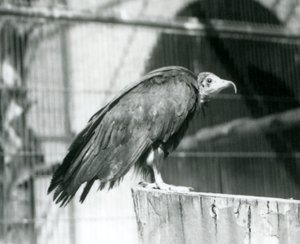 En nå kritisk truet hettegribb som står på en tømmerstokk, London Zoo, september 1925 av Frederick William Bond