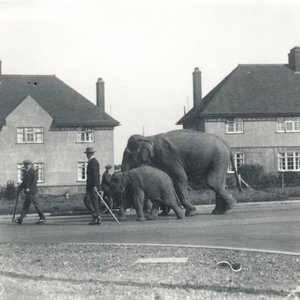 Et par indiske elefanter går fra Tilbury til ZSL Whipsnade av Frederick William Bond