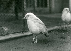 Et par Kagus, eller Cagous, stående på gulvet i innhegningen deres i London Zoo, 1927 av Frederick William Bond