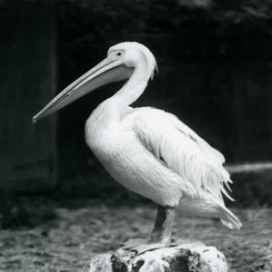 En pelikan som står på en trestubbe i London Zoo i september 1925 av Frederick William Bond