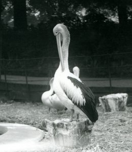En pelikan, stående på en trestubbe, klipper nakken i London Zoo i september 1925 av Frederick William Bond
