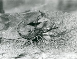 En skorpion i London Zoo i 1929 (s/hvitt-bilde) av Frederick William Bond