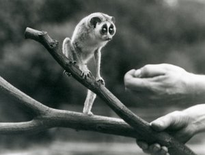 En slank loris som står på en gren holdt av en keeper, London Zoo, august 1926 av Frederick William Bond