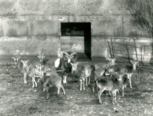 En liten flokk Mouflon i London Zoo i november 1926 av Frederick William Bond