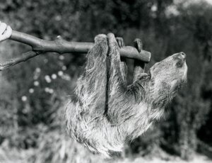 Et to-tået dovendyr som henger fra en kuttet gren, som holdes av en keeper, London Zoo, september 1925 av Frederick William Bond