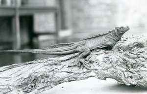 En sårbar Sailfin Lizard hviler på en tømmerstokk i London Zoo i 1928 (s/hv-bilde) av Frederick William Bond