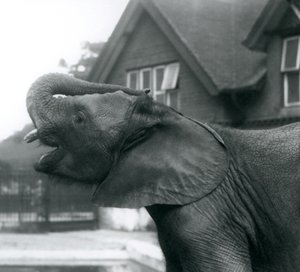 En ung afrikansk elefant med snabelen hevet på pannen, London Zoo, august 1925