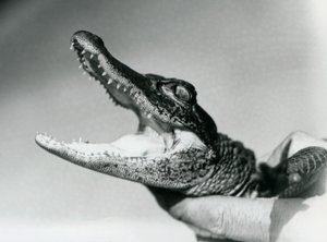 En ung alligator holdt rundt halsen av sin keeper, London Zoo, august 1928 (s/hv-bilde) av Frederick William Bond