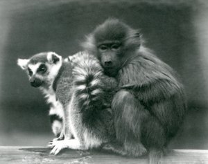 En ung bavian koser seg til en ringhalelemur på en bjelke, London Zoo, 1925 av Frederick William Bond